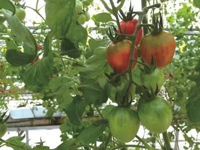 2016年最酷的100項科技創新 內陸水產養殖銷售領域的中國企業力量