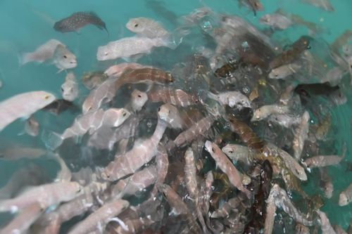 技術(shù)驅(qū)動未來 海璟水產(chǎn)以創(chuàng)新引領(lǐng)內(nèi)陸可持續(xù)水產(chǎn)養(yǎng)殖新潮流