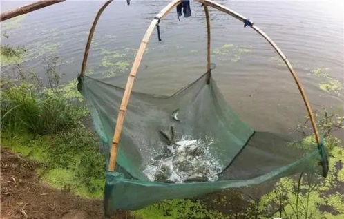 內(nèi)陸水產(chǎn)養(yǎng)殖銷售 把握未來趨勢，養(yǎng)殖者行動指南