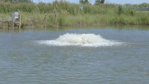 烏拉特前旗兩家水產(chǎn)健康養(yǎng)殖示范場入選“國家隊(duì)”，引領(lǐng)內(nèi)陸水產(chǎn)養(yǎng)殖銷售新篇章