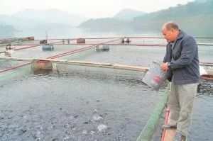 內(nèi)陸水產(chǎn)養(yǎng)殖攻略 9大方法有效降低飼料成本，提升銷售利潤