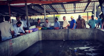 斯里蘭卡召開海參生態(tài)養(yǎng)殖技術(shù)推廣現(xiàn)場會，推動內(nèi)陸水產(chǎn)養(yǎng)殖與銷售協(xié)同發(fā)展